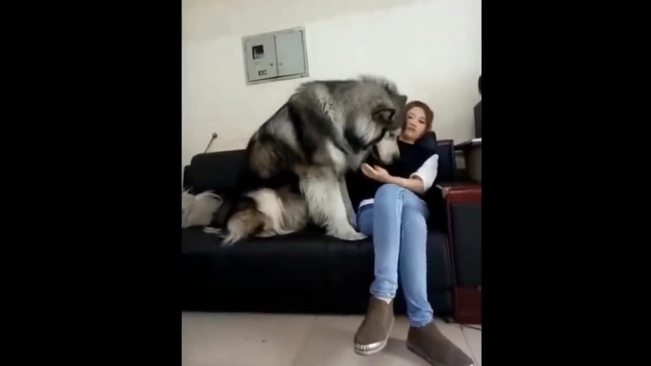 Giant Alaskan Malamute is in need of attention and affection.