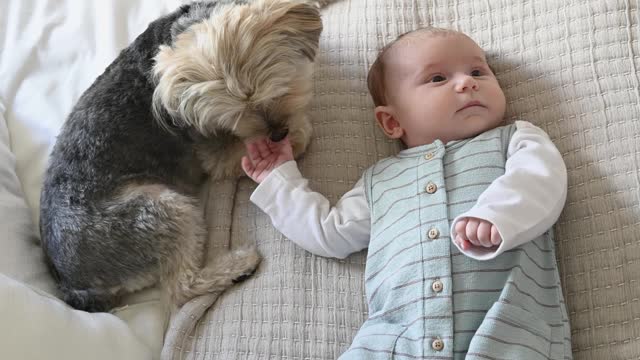 Cute Puppies and Babies Playing Together Compilation