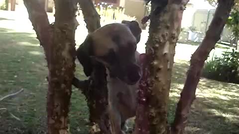 Dogs eating rare Brazilian Fruit 🍒 #2