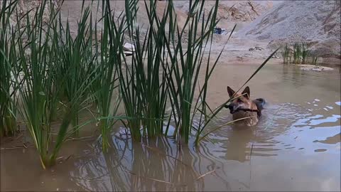 PLAYING WITH THE DOG