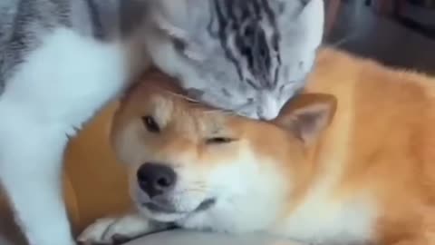 Funny video of dogs and cats friends 🤣