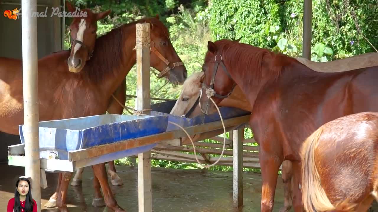 Sound of different different animals and learn how to train your pets/ link available in discription