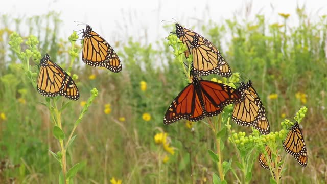 Morning Monarchs