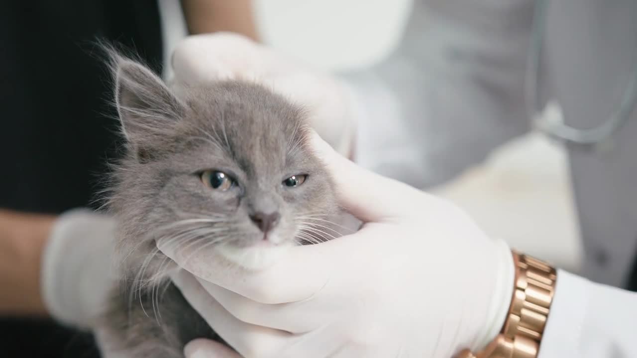 Closeup of veterinarian young man in white gloves examine kitten ears