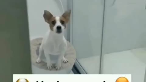 Animals funny video dogs lover 🤣🤣🤣🤣🤣🤣