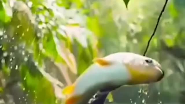 Salmon getting food...