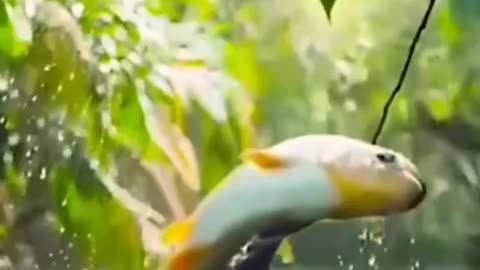 Salmon getting food...