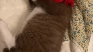 Kitten