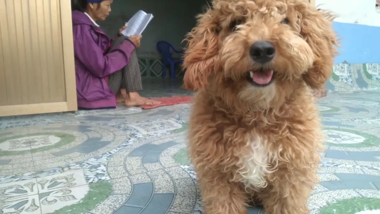 look at the cute puppy and farmer