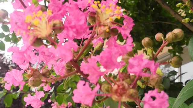 flowers on tree