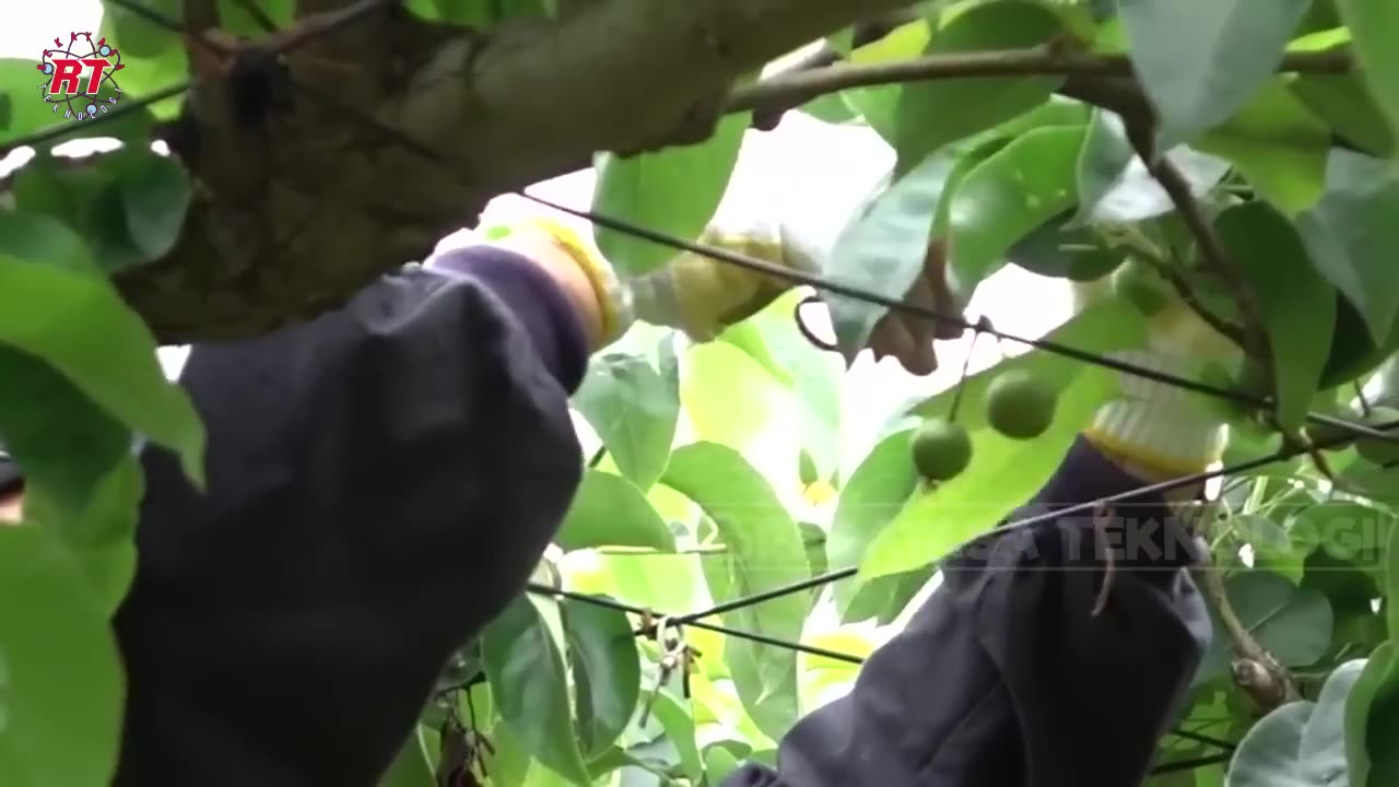 MODERN JAPANESE PEAR FARMING THAT HAS EXPENSIVE PRICES STAGES OF THE PEAR FRUIT FARMING PROCESS