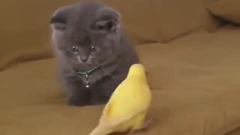 The cat is afraid of the bird