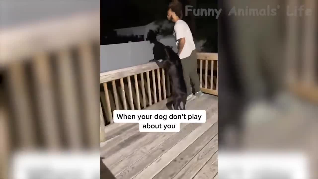 Funny cats and dogs videos| funny moments