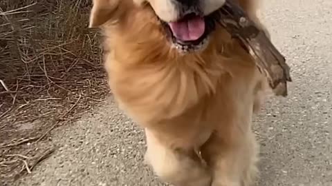 😍🥰A beautiful furry puppy is running and the hairs on his chest are swaying backwards😍🥰