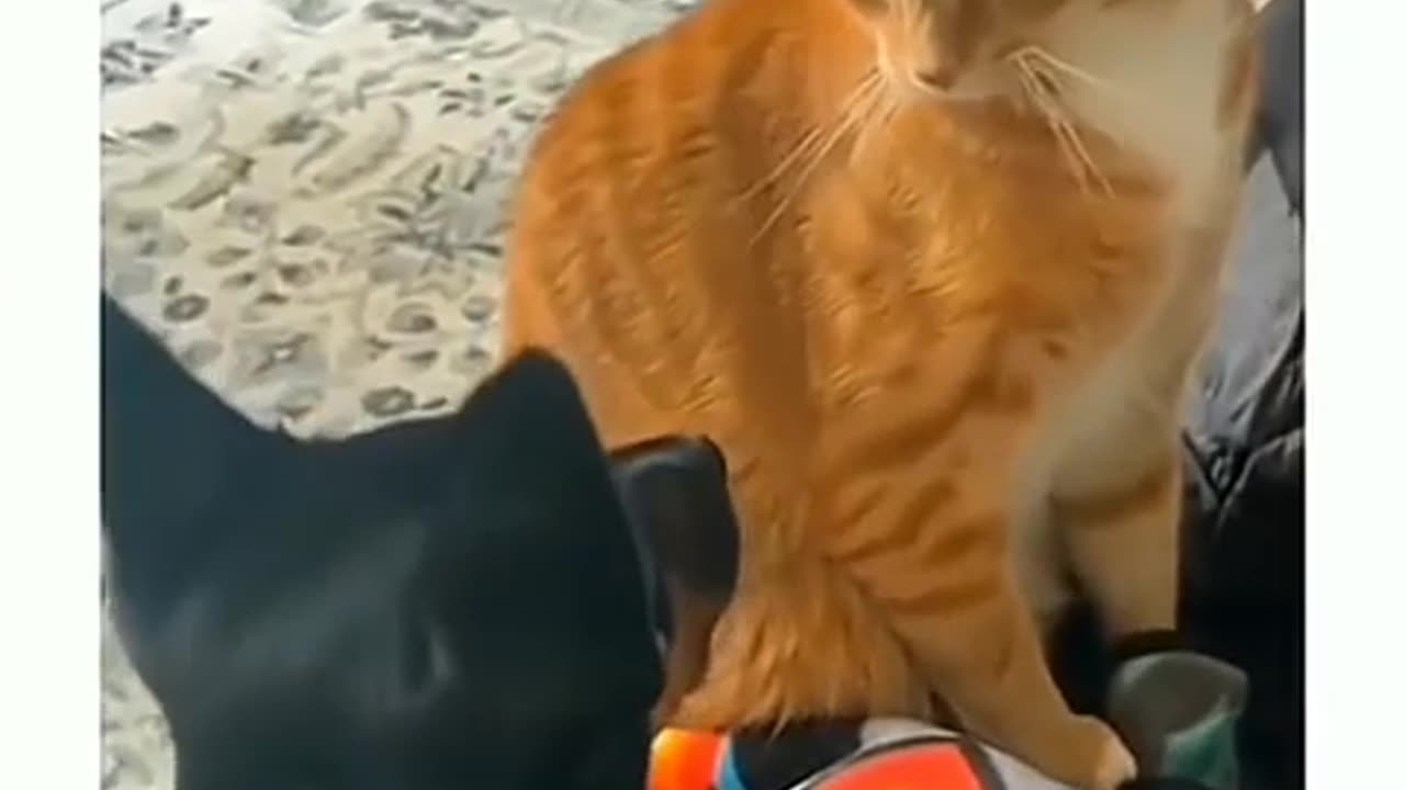 Funny animal video