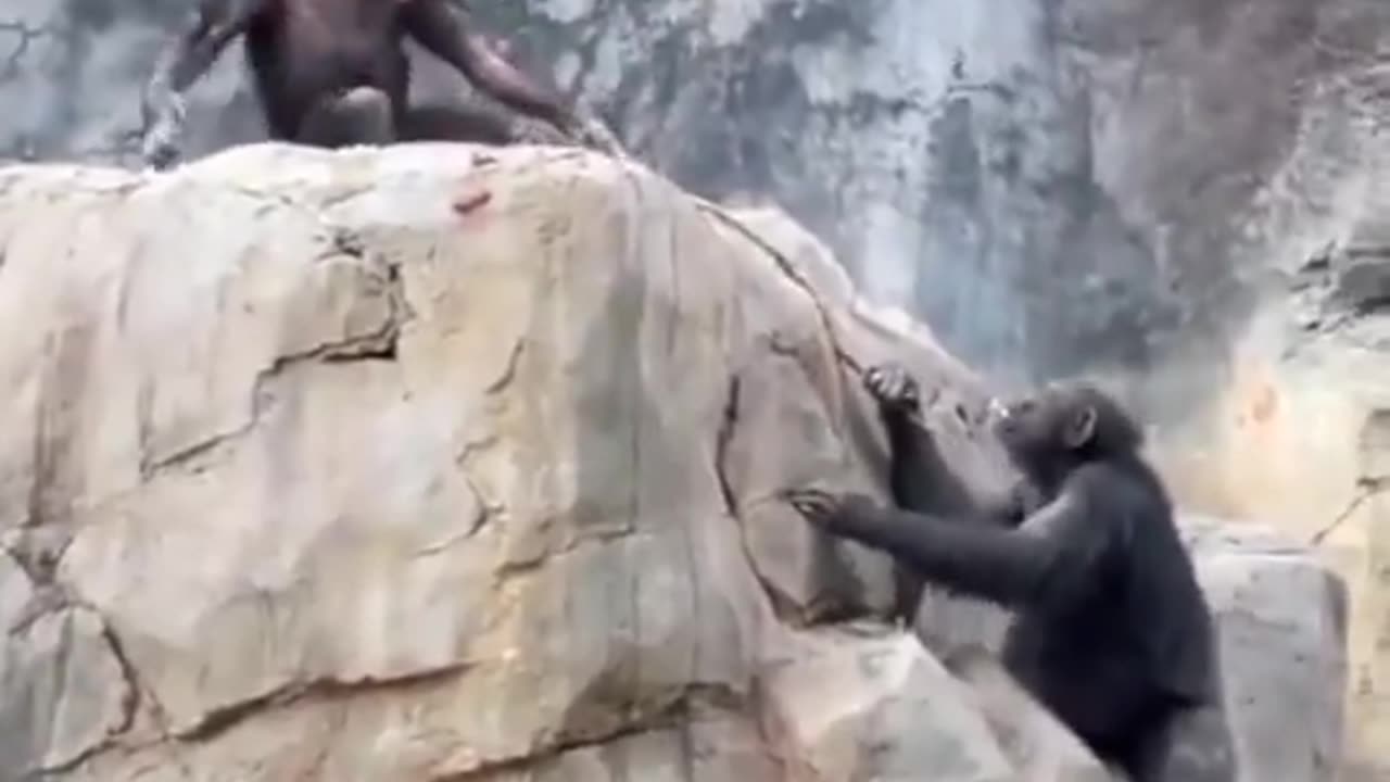 Ape Fight