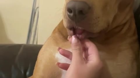 funny videos are fun and entertainment