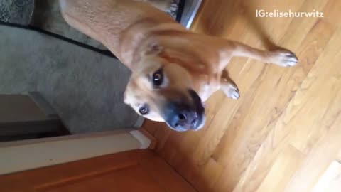 Tan dog barks at owner