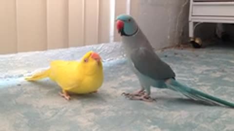 Indian Ringnecks Talk and Dance together