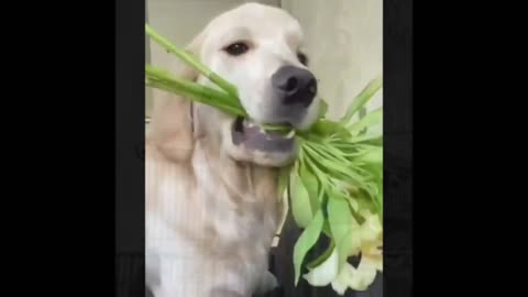 It's funny!