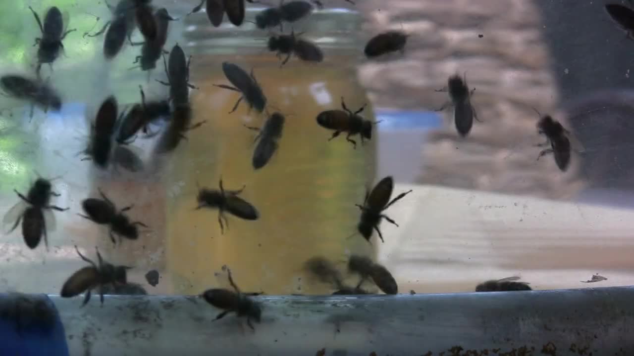 Bees in Container with Honey in back