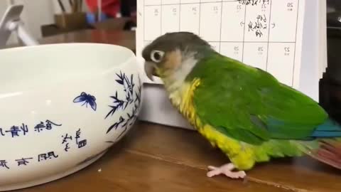 Special instrument for Parrot