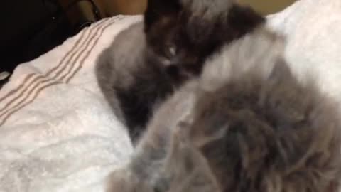 Collab copyright protection - kitty high five