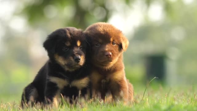 Twin cute two baby dog