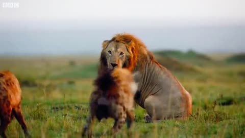 2 lion 🦁 #lion