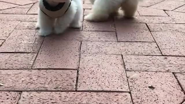 Cute dog funny moment 2022 | dog very funny video| cute honny2022