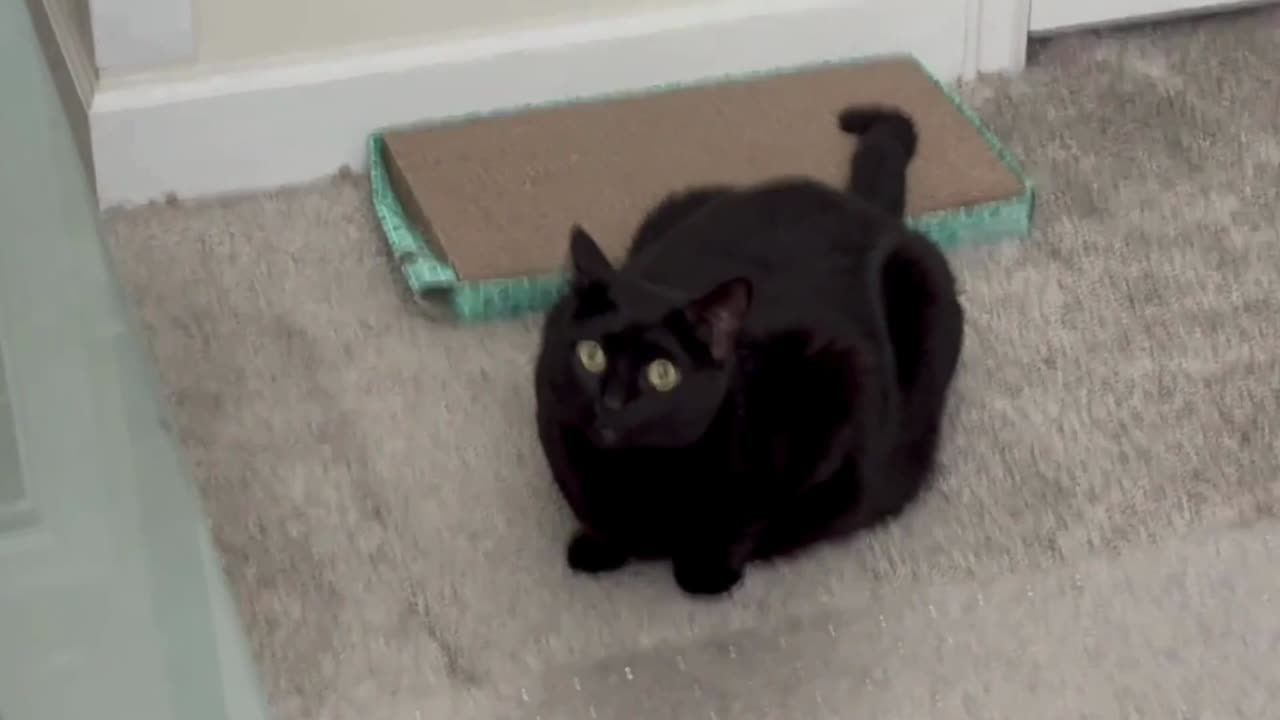 Cute Precious Piper Protects Her Tuffet with Her Tail - Adopting a Cat from a Shelter Vlog