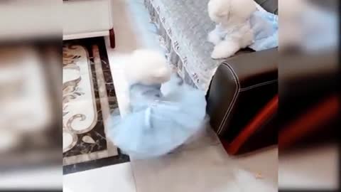 My dogs very cute