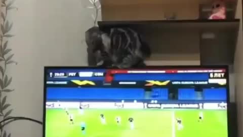Funny and Cute Cats Videos #172
