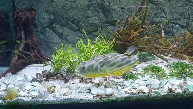 Big Puffer Eating Clams! Freshwater Fahaka Puffer Fish