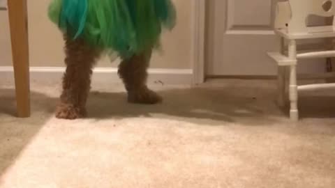 Insane Doggie Goes Gangnam-Style!