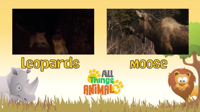 *MEERKAT* |animals for kids | all things animal TV