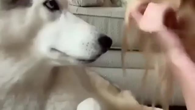 Bite my Dog Prank