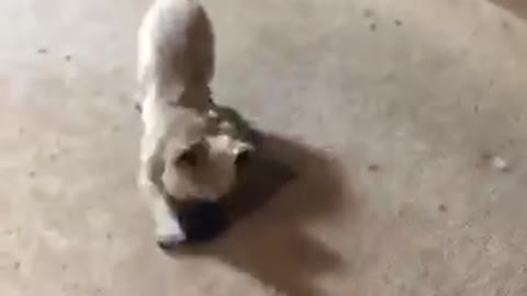 Dog tries jumping on couch but falls