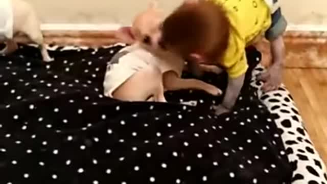 Baby monkey and dog puppies compilation 2023