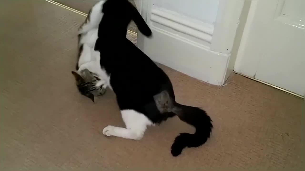 Funny & Cute Cat Fight Compilation Video