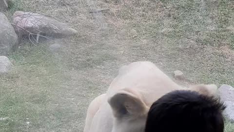 White Tiger playing with his cute little buddies