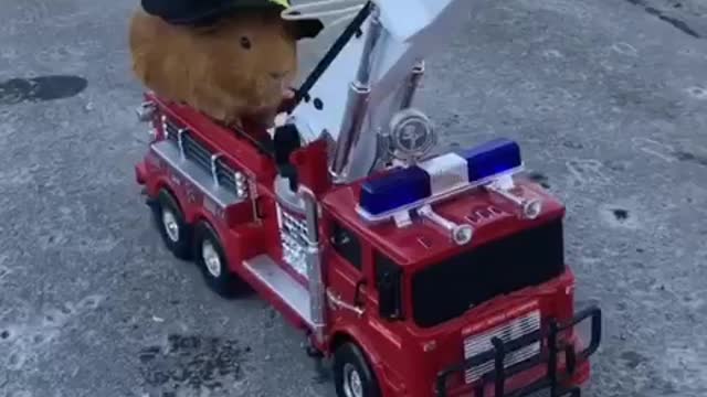 Fire fighting guineapig