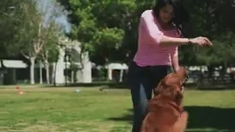 Cute Dog training video