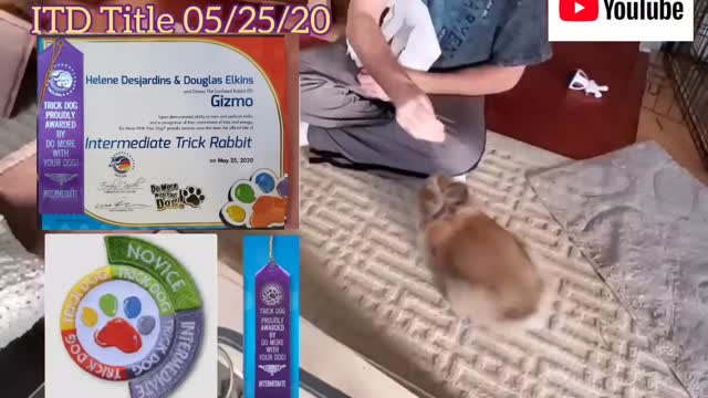 Gizmo The Baby Lionhead Rabbit Tricks