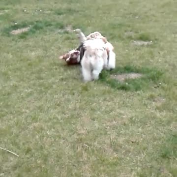 funny dog funny video Jack Russel mix the funniest dogs