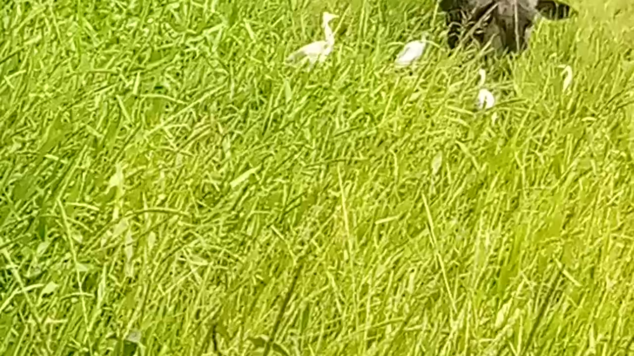 Cow feeding with green grass in Africa