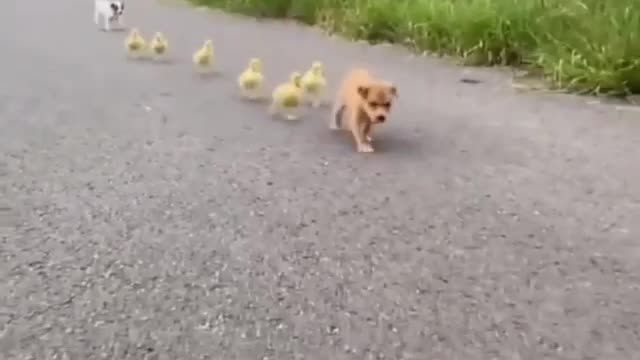 Cute Dog Hen 🥰 Trend Video