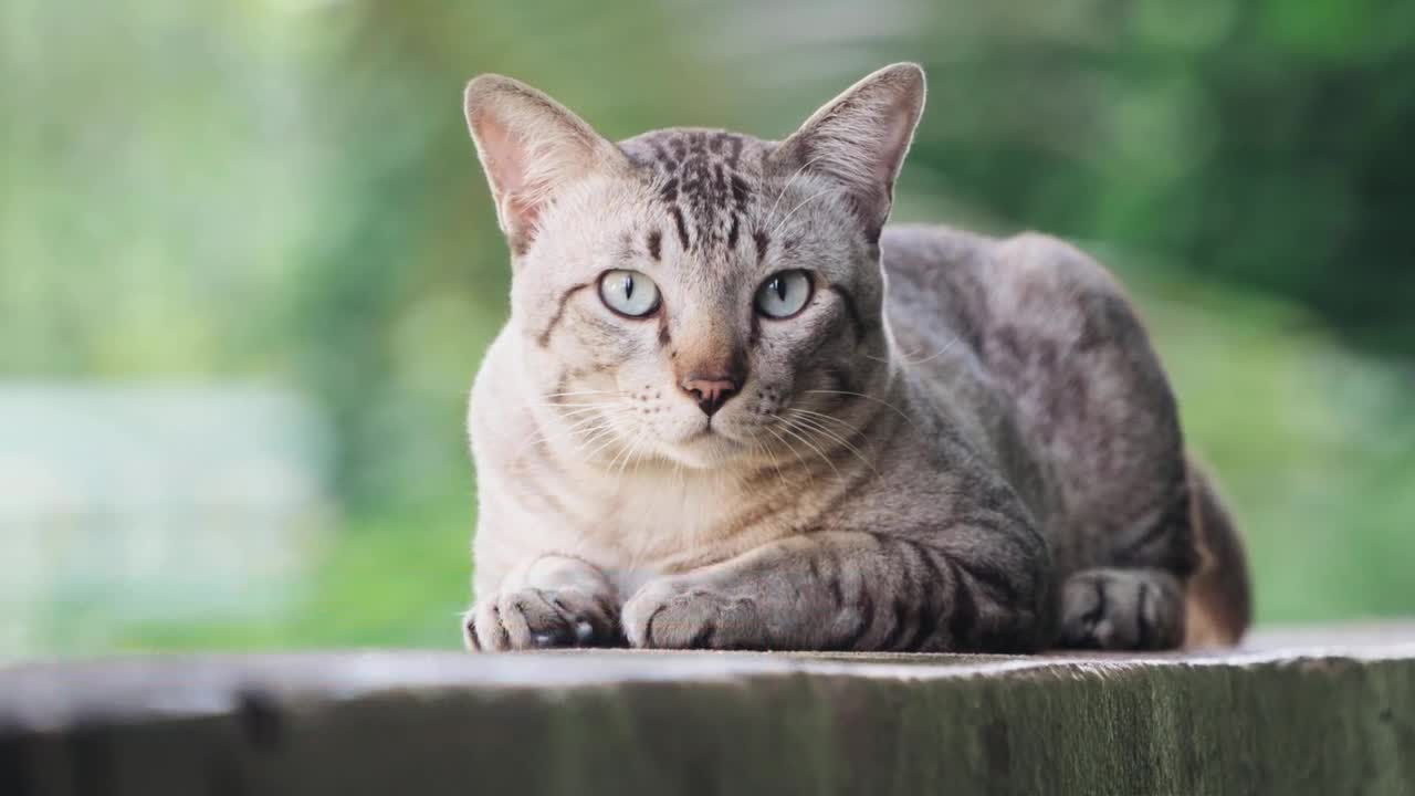 Cats Know Their Given Names