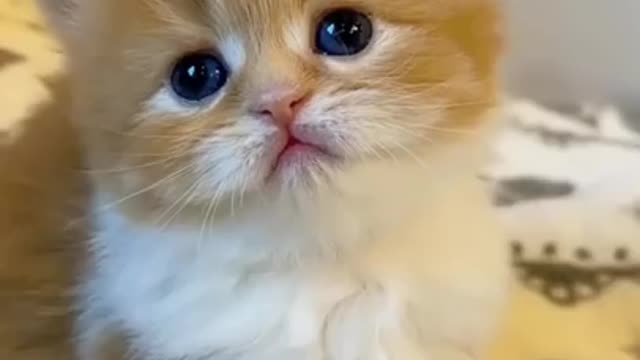 Cat video