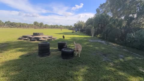 Luna at Bark Park Viera FL